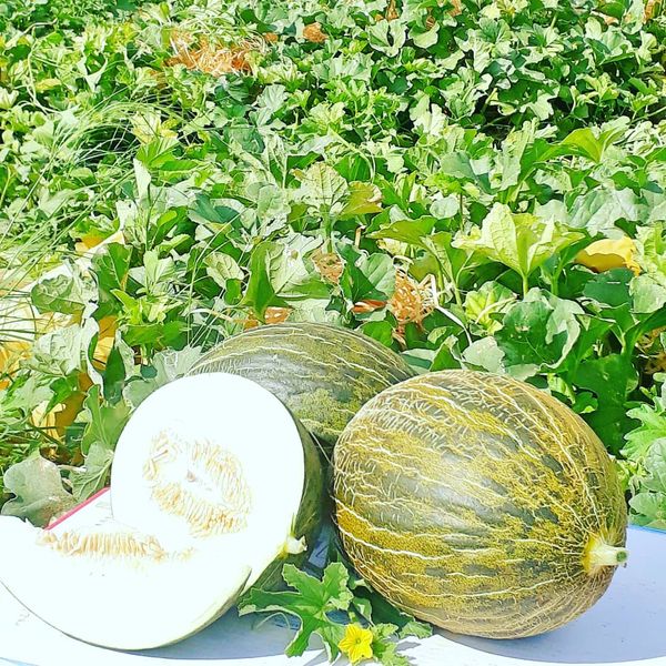Melon (Santa Claus / Piel de Sapo) from 브라질 supplied by Fresh Quality AA Comex LTDA - Class 1 신선 멜론(머스크 멜론)