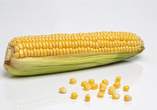 Corn from 폴란드 supplied by Grupa producentów AGROS Sp. z o.o. - Whole Corn 옥수수