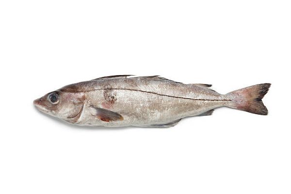 Fresh Haddock from United Kingdom supplied by D H Clark - Whole (=In The Round) Frozen Haddock