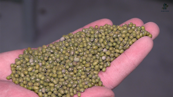 Mung bean from 우즈베키스탄 supplied by Jinju Trade LLC - High Quality 말린 녹두