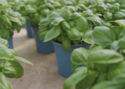 Basil from 독일 supplied by Bördegarten - Sachsen GmbH - Greenhouse 바질