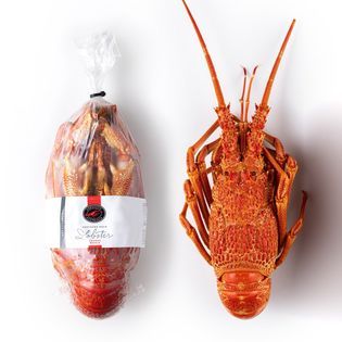 Southern Rock Lobster from Australia supplied by Five Star Seafoods - Rock Lobster Varieties Fresh Common Lobster