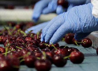 Cherry (Fresh) from Chile supplied by Exportadora Rancagua S.A. - Red Fresh Sweet Cherry