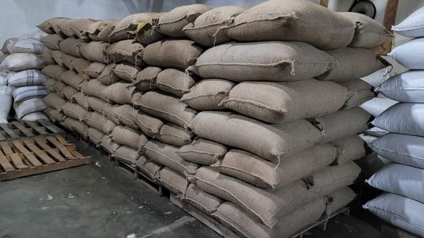 Arabica Coffee Bean from 인도네시아 supplied by Kembang Vanila Utama - 12% 생원두