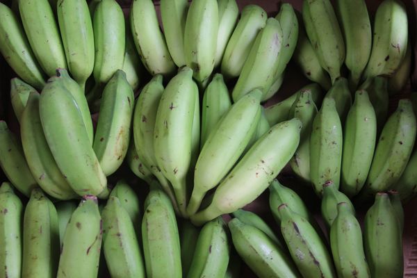 Banana from Cameroon supplied by GIC TERRESPOIR - Yellow - Ripe Fresh Banana