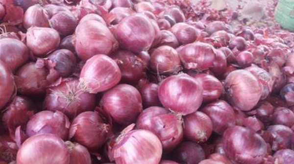 Pakistan Onion from Pakistan supplied by Ahad farm - 35-55mm Fresh Onion
