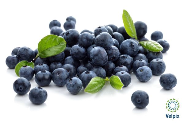 Blueberry from Peru supplied by Velpix Trading S.A.C. - Dark Blue Fresh Blueberry