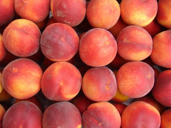 Fresh Red Peach from 포르투갈 supplied by Rosagro - Agricultural Society, Lda. - Nectar Gold 신선 복숭아