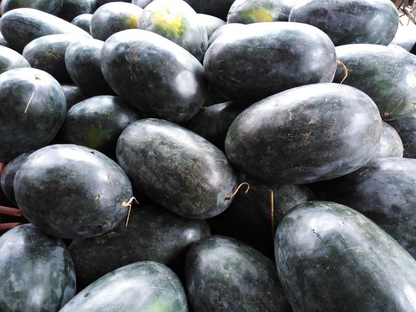 WaterMelon from Nepal supplied by Goylan Agro Pvt. Ltd. - High Quality Fructose