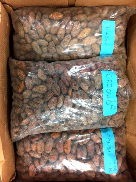 Cacao Beans from 페루 supplied by Peruvian Fresh Products - Fermented 코코아콩