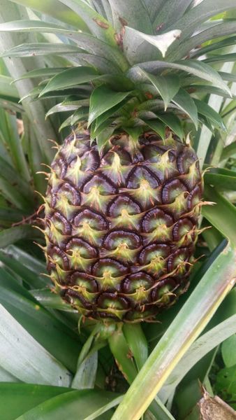 Queen Pineapple from 인도네시아 supplied by PT. Agro Eksotis Lestari - Farmed 신선 파인애플
