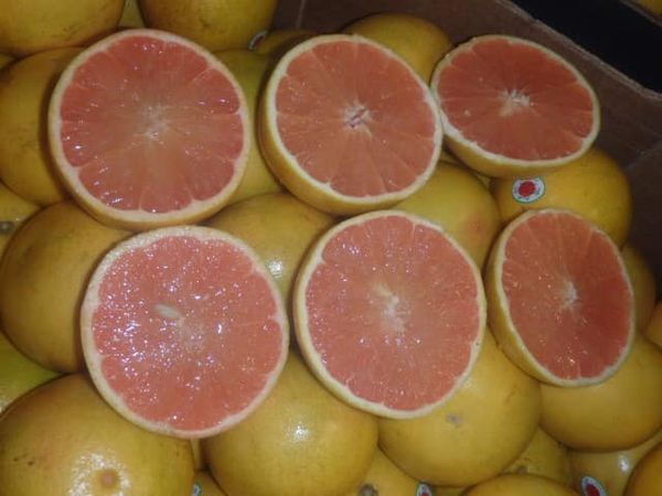 Fresh Grapefruit from United States supplied by Miles import - Yellow Skin Fresh Grapefruit