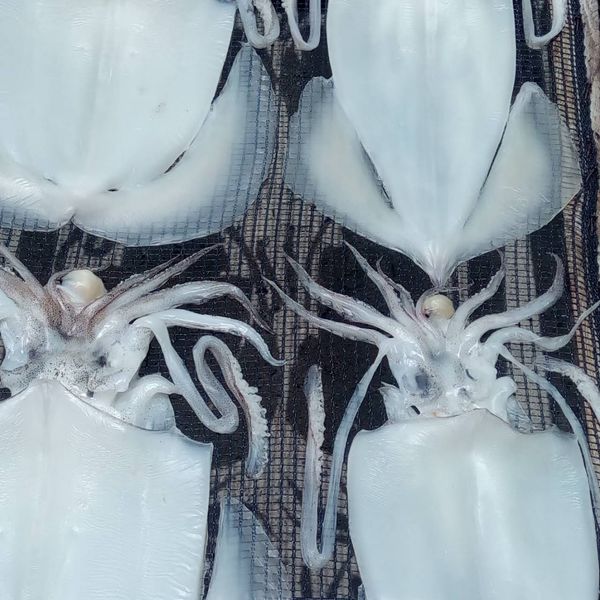 Squid from 베트남 supplied by Kien Giang Speciality Store - Whole 냉동 오징어