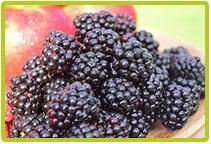 Fresh Organic Blackberry from 독일 supplied by Obstgut Coorßen GmbH & Co.KG - Whole 신선 블랙베리