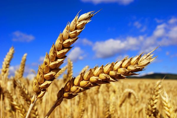 wheat from 러시아 supplied by GSKSM - For Food 소맥