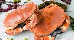 Crab from 영국 supplied by Errigal Bay Ltd - Pasteurized 냉동 게