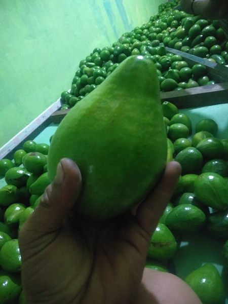 Avocado from 인도네시아 supplied by green energy products - 신선 아보카도