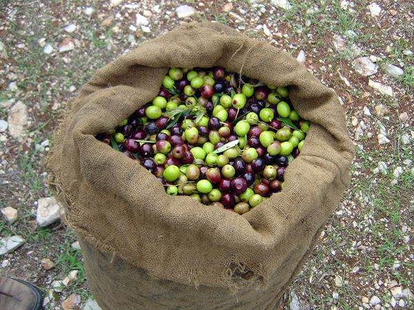 Olives from 그리스 supplied by Hermes - Black Olive 올리브