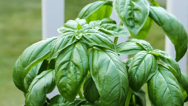 Basil Leaf from 그리스 supplied by TRIKKAS, G., & CO. EE OLYMPIC NATURE INC - Leaf 바질