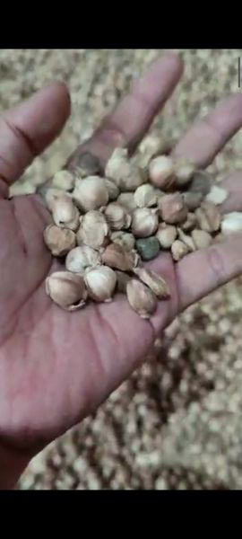 WHITE CARDAMOM from 인도네시아 supplied by PT AISYAH CAHAYA NUSANTARA - 매우 좋음 카다멈