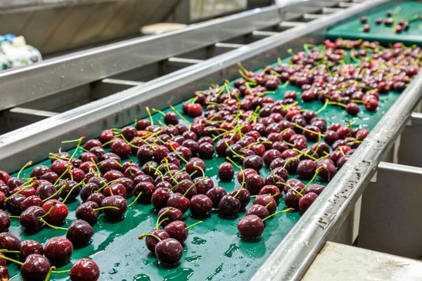 Cherry (fresh) from Chile supplied by GREENVIC S.A. - Red Fresh Sweet Cherry
