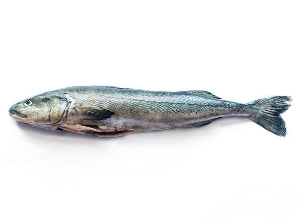 Cod from United Kingdom supplied by Nordic Seafood UK Ltd. - HOG (=Head-On and Gutted) Frozen Cod