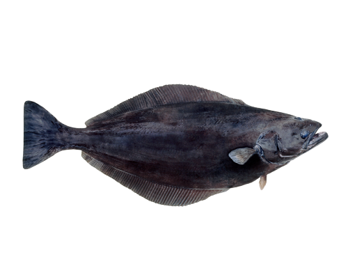 Fresh Halibut from 노르웨이 supplied by NOR SEAFOODS AS - Greenland Halibut (=Reinhardtius hippoglossoides =Greenland Turbot =Black Halibut =Blue Halibut =Lesser Halibut) 냉동 준치