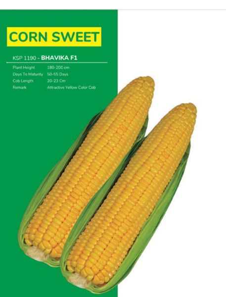 Sweet corn from 나이지리아 supplied by Majik farm agro allied - For Seed 옥수수
