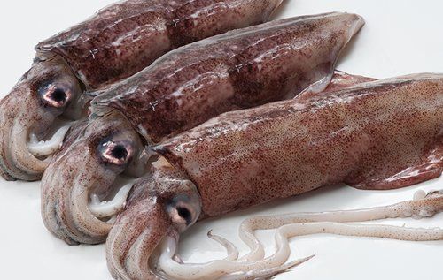 Squid from South Africa supplied by Kaytrad Commodities (Pty) Ltd - European Squid (=Loligo vulgaris=Common Squid) Frozen Squid