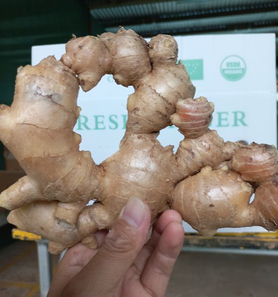 Fresh ginger from 피지 supplied by Vinaka Agricultural Material Trading PTE LTD - Good Quality 통생강