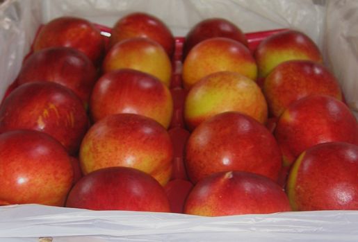 Yellow Flesh Nectarines from 칠레 supplied by Exportadora Triofrut LTDA - Yellow Flesh 신선 천도복숭아