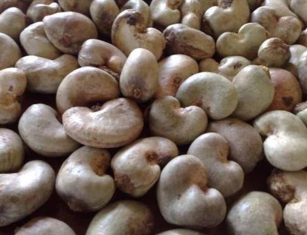 Cashew Nuts from Benin supplied by EICC - FAQ (=Fair Average Quality) Raw Cashew Nut