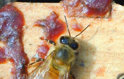 Propolis from 과테말라 supplied by AGROCOLMENA, S.A. - Individually Wrapped (=IW) 프로폴리스