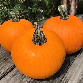 Pumpkin from United Kingdom supplied by eastern carolina organics - Orange Fresh Common Pumpkin