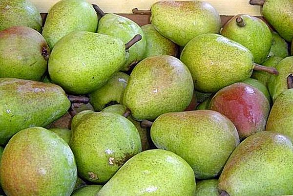 Pear from 폴란드 supplied by Ph Elfruit - Whole 신선 배