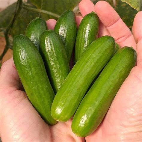 Cucumber Mini from Israel supplied by R.A.N. Fresh Produce Ltd. - Baby Cucumber (=Snack Cucumber=Mini Cucumber) Fresh Cucumber