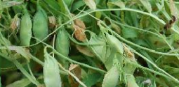 Lentil from 카자흐스탄 supplied by AsiaTradeAgro - Green Lentil 말린 렌틸