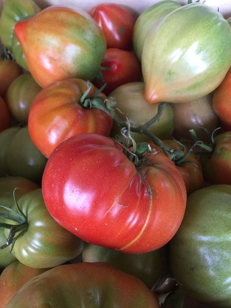 Fresh Red Tomato from 프랑스 supplied by SCEA LE MARAICHER DE L' ECO DOMAINE DE VAILHAUQUES - Red 신선 토마토