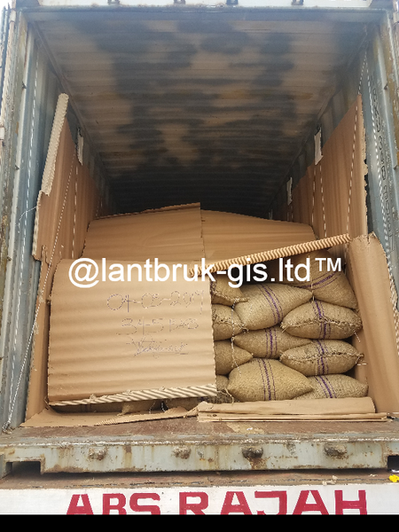 Raw Cashew Nuts from Nigeria supplied by Lantbruk Global Integrated Services Limited - Dried Raw Cashew Nut