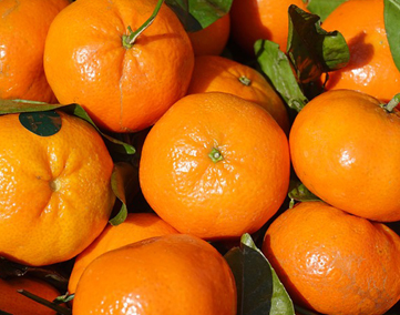 Clementine from 미국 supplied by Roman Produce Inc - Fresh (=Chilled) 신선 클레멘타인