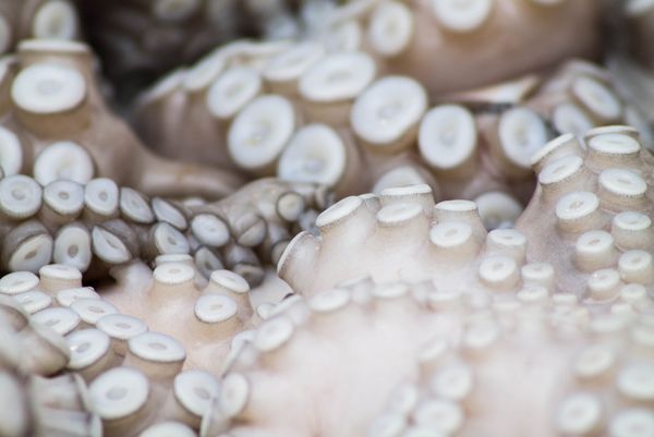 Octopus from Peru supplied by Alimentos congelados S.A.C. - Whole Frozen Octopus
