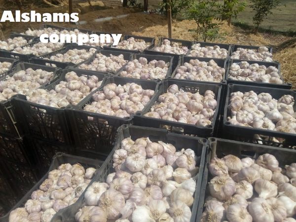 Fresh garlic with high quality from 이집트 supplied by Al Shams company for general import and export - As per customer's request 채소 가공품