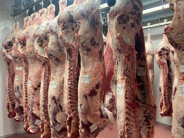 Beef from Italy supplied by Meats Emmedue - Without Head (=Headless) Fresh Whole Beef