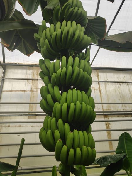 Fresh Banana from 튀르키예 supplied by Birlik Ziraat - Green 신선 바나나