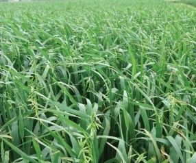 Cereal Seed - MAGNUM Oats from 뉴질랜드 supplied by Carrfields Limited - 76kg/hl 소맥