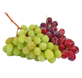 grape juice concentrate from 이란 supplied by TASNATAK - Concentrate 포도주스