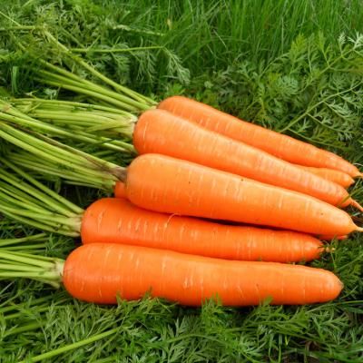 Fresh Carrot from China supplied by Hebei Shenhua Agricultural Development Co., Ltd. - Orange Fresh Carrot