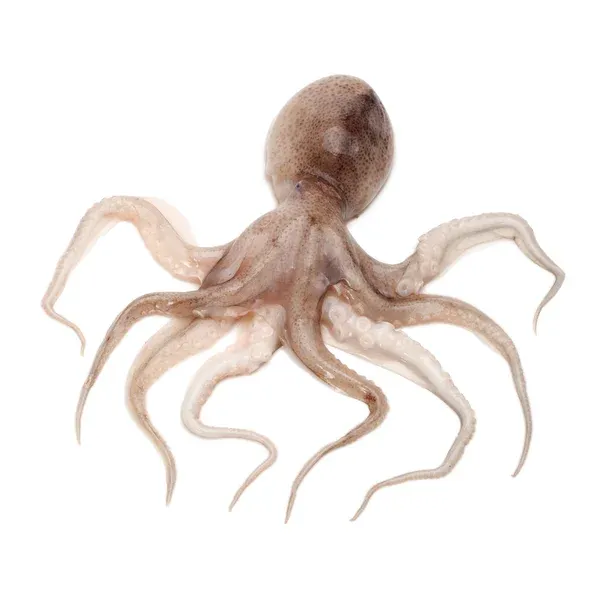 Octopus from 그리스 supplied by HATZISOTIRIOU, A., S.A. AQUA TRADE SA - Whole 냉동 문어