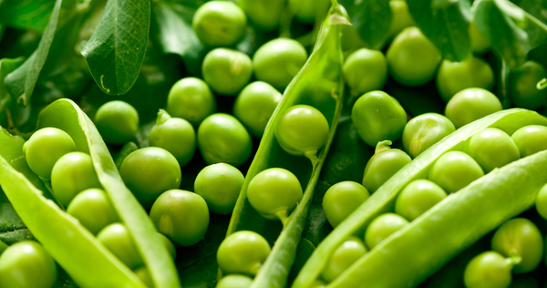 Fresh Peas from 프랑스 supplied by La source aux fruits - Class 1 냉동 완두