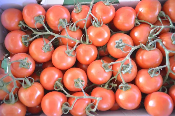 Tomato from Israel supplied by Shorashim Farm - Red Fresh Tomato